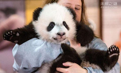 熊猫夫人：一个美国女人偷走中国一只大熊猫的事迹