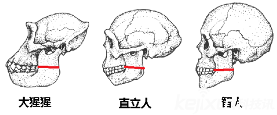 为何不可能是外星人造人