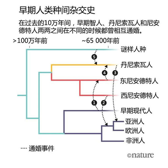 尼安德特人和智人有没有后代?白黄种人体内有的尼安德特人基因