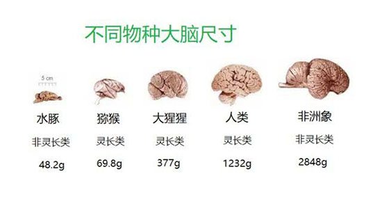 人类真的是宇宙中唯一拥有高级智慧的生物吗是因为人类大脑成为地