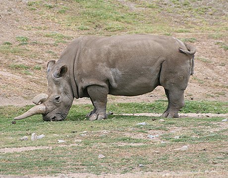 40年十一大灭绝珍稀动物 生物或面临再次大灭绝