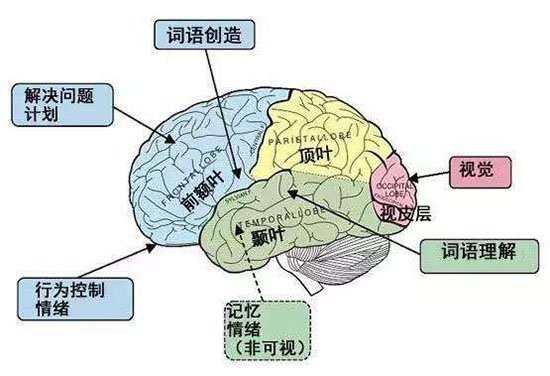 人类大脑之谜：人类成为地球霸主原因竟是大脑