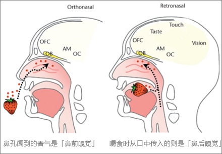 捏住鼻子我们还能尝到几种味道？