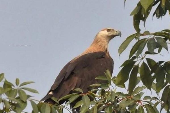 最凶猛的鹰十大排名：角雕、食猿雕位列前两名