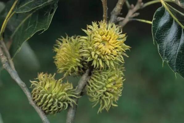 世界十大耐旱树木：胡杨第三，冬樱花排首位