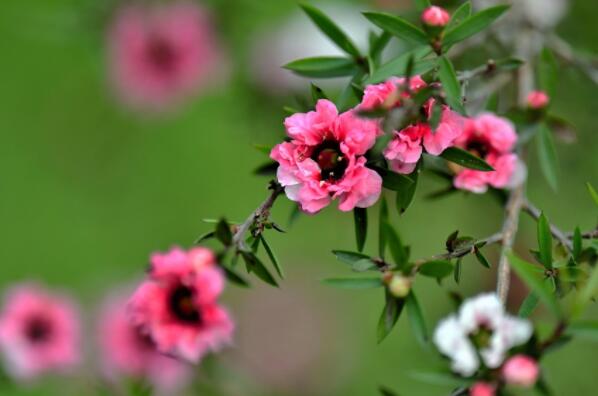 冬季开花的植物排行榜前十名：梅花、垂筒花位列前两名