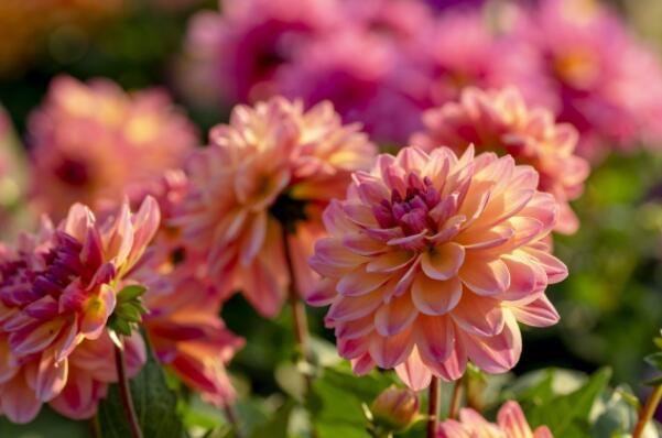 冬季开花的植物排行榜前十名：梅花、垂筒花位列前两名