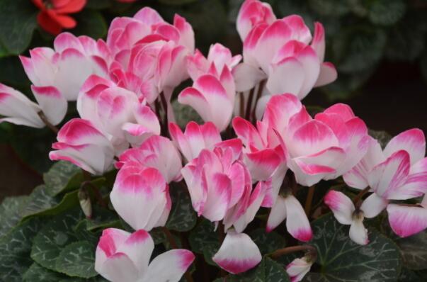 冬季开花的植物排行榜前十名：梅花、垂筒花位列前两名