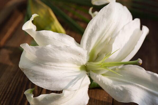 具有食用价值十大植物排名：黄花菜、桂花排前两名