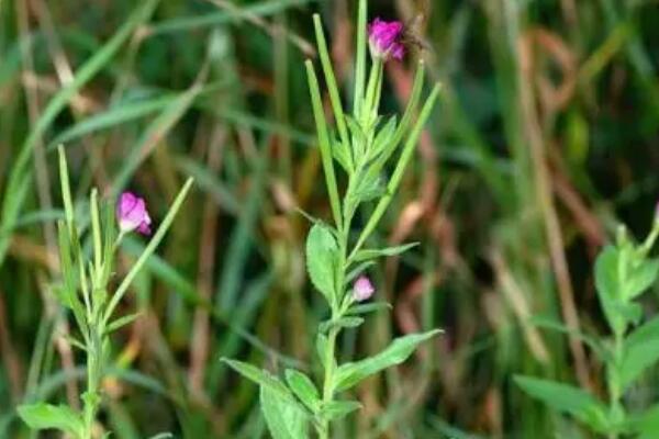 国家十大草本植物保护名录：玉龙蕨、革苞菊双双上榜