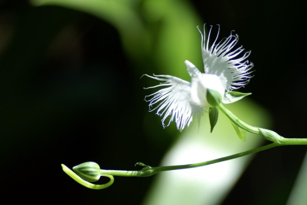 非洲白鹭花