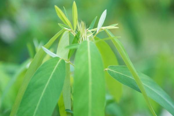 哪些植物有奇妙的特点？10种奇妙植物的功能