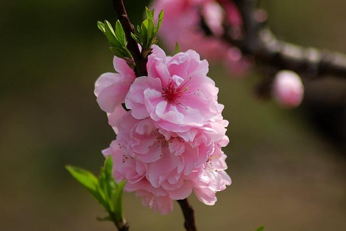 观赏桃花十大品种：寿星桃花上榜，绛桃排榜首