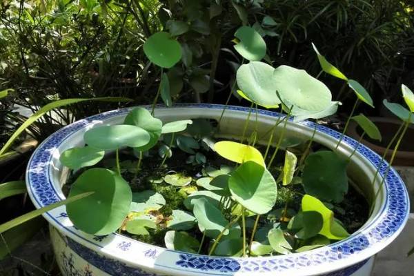 十种常见的水生植物：睡莲上榜，圆心萍位列第一