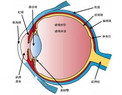 为什么眯着眼睛看东西更清楚