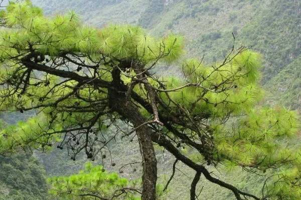 常见的裸子植物有哪些？常见的10种裸子植物