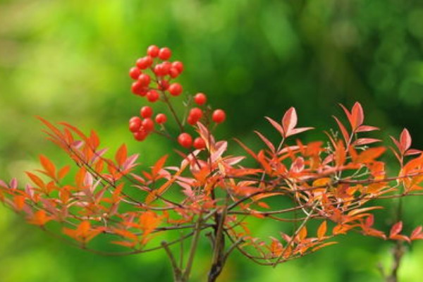 家里不能养的十种花：夹竹桃上榜，绣球花排榜首