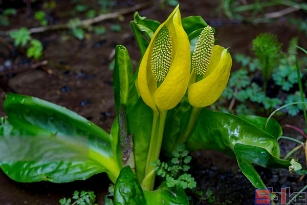 黄花水芭蕉