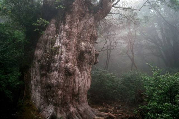 世界最美的十大名树，阿里山神树榜上有名