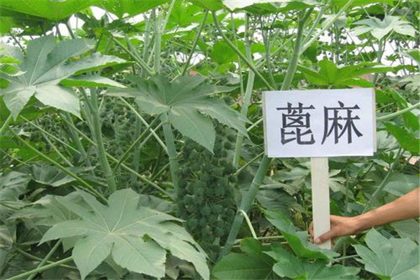 世界十大毒王植物，乌头被称为“毒药女王” 1357vip.com世界之最