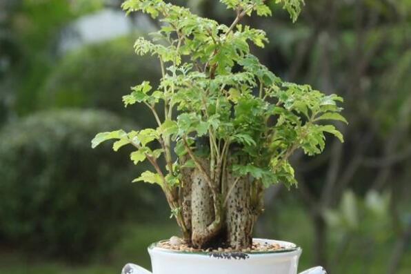 十种旺财又旺宅的植物，你家养了哪种植物？