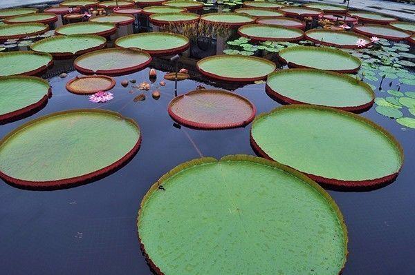 植物界15种奇葩植物 王莲