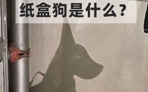 纸盒狗是什么,怎么玩,纸盒狗的制作方法