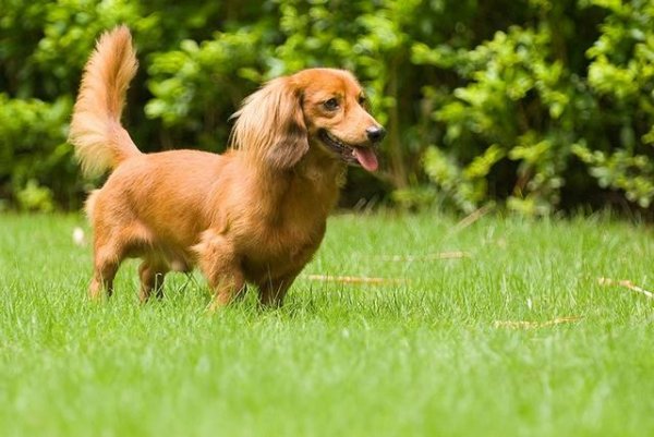 什么狗嗅觉最好？世界十大嗅觉猎犬品种排名