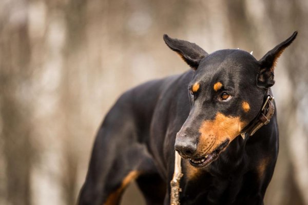 世界十大最优秀的护卫犬