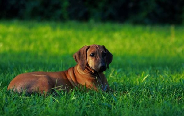 世界十大最优秀的护卫犬