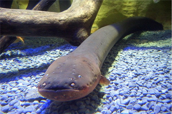 盘点亚马逊森林十大恐怖生物，食人鱼上榜首