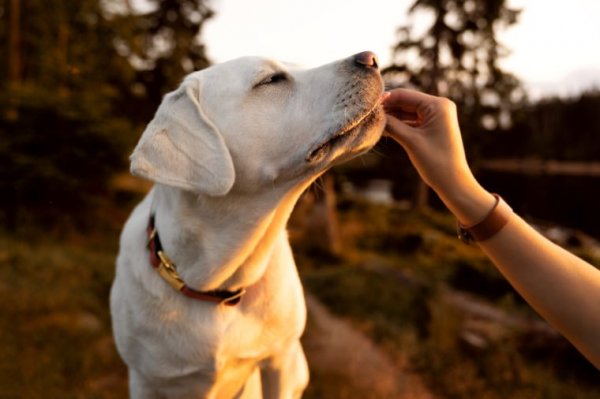 拉布拉多犬