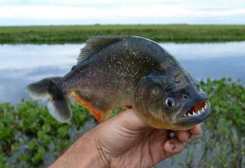 世界上最危险十大鱼类——食人鱼