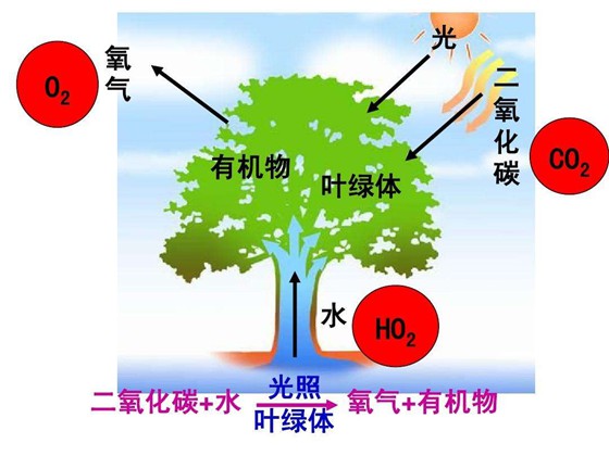 植物为什么也需要空气？植物离不开空气的原因