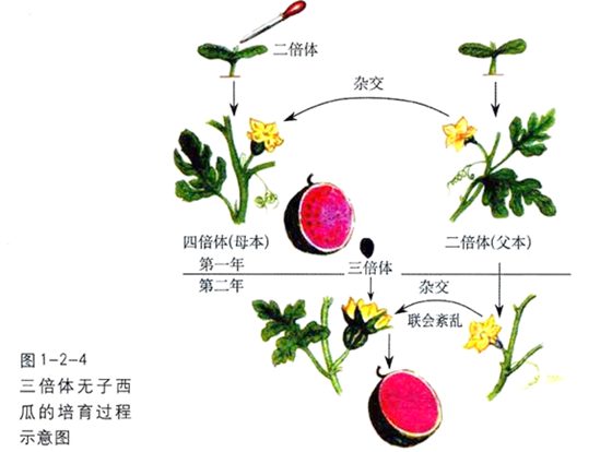 无籽西瓜真的没有籽吗？为什么无籽西瓜没有籽