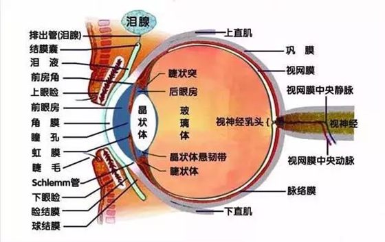 眼睛怕冷吗,为什么眼睛不怕冷