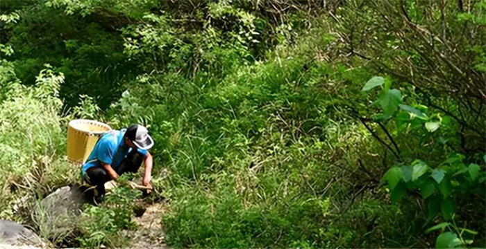 纪实：湘西蛇王鲁成贵 神秘“锁蛇术” 方圆十里的蛇定住不动