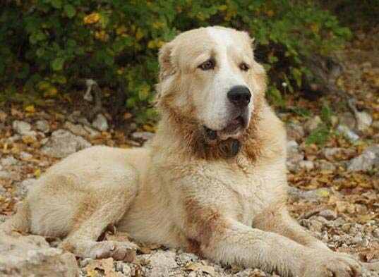 世界十大最受欢迎牧羊犬，边境牧羊犬排第一名