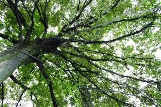 哪些植物能够预报天气,植物为什么能预报天气