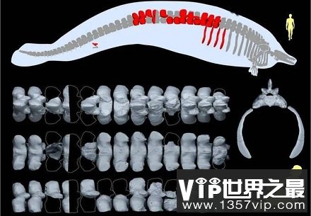 「地球史上最重动物」是它？