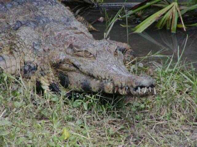 世界上十大鳄鱼排名，第一名是湾鳄