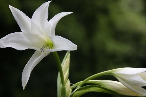 世界十大最香的花卉——百合花