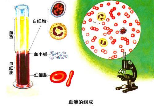 【血液冷知识】10则人体血液冷知识10则