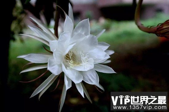 昙花