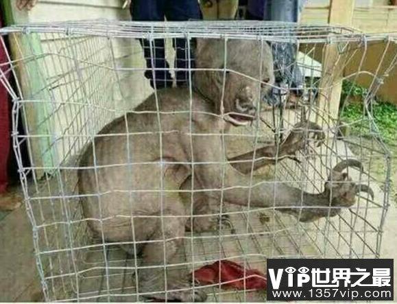 水怪水猴子东西图片