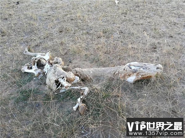 昆仑山死亡谷为何被称为地狱之门,谷内遍布各种的尸骨