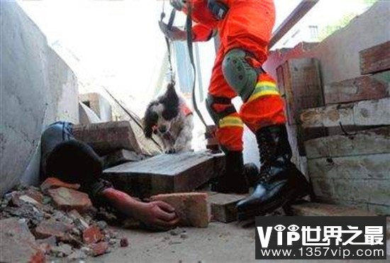 地震搜救犬全部处死，为某个神秘人物陪葬(谣言不可信！！)