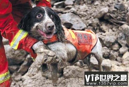 地震搜救犬全部处死，为某个神秘人物陪葬(谣言不可信！！)