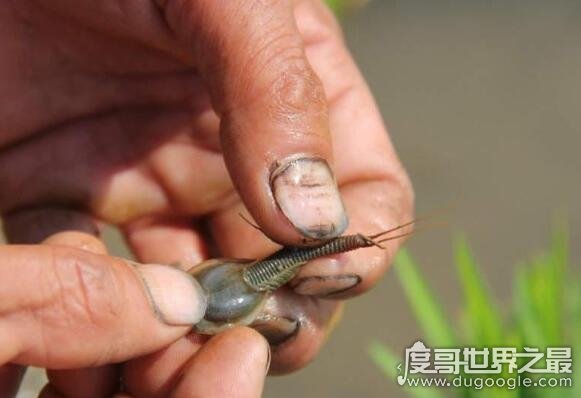 古老的三眼恐龙虾，它们距今已有2亿年历史(经过三次世纪大灭绝)