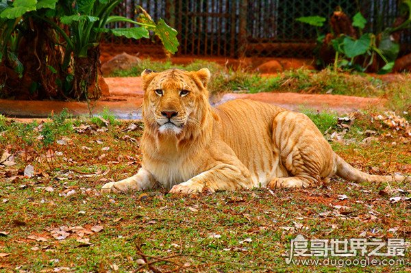 狮虎兽和虎狮兽的区别，为什么虎狮兽比狮虎兽更为珍贵